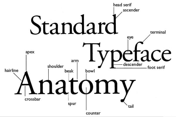 letterform anatomy